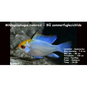 Mikrogeophagus ramirezi - Bl sommerfuglecichlide. DK Opdrt
