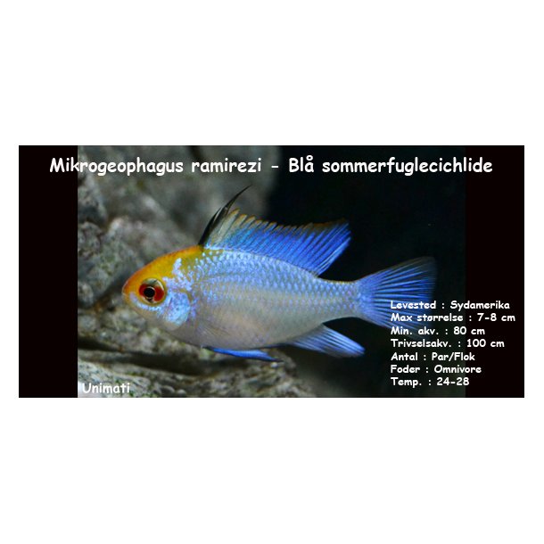 Mikrogeophagus ramirezi - Bl sommerfuglecichlide. DK Opdrt