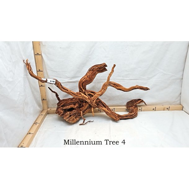 Millennium Tree (WYSIWYG)