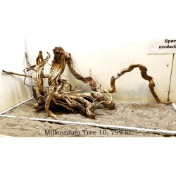 Millennium Tree (WYSIWYG)