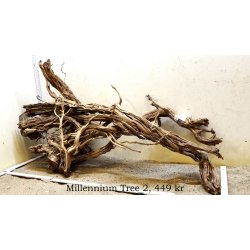 Millennium Tree (WYSIWYG)
