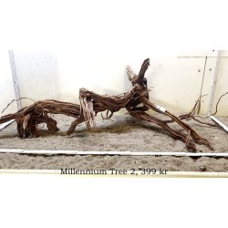 Millennium Tree (WYSIWYG)