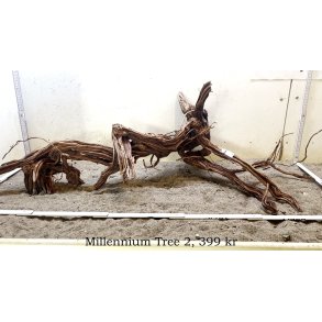 Millennium Tree (WYSIWYG)