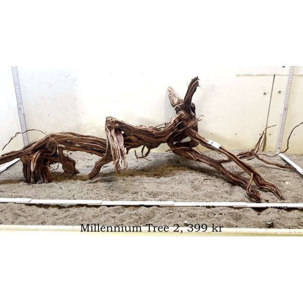 Millennium Tree (WYSIWYG)