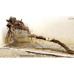 Millennium Tree (WYSIWYG)