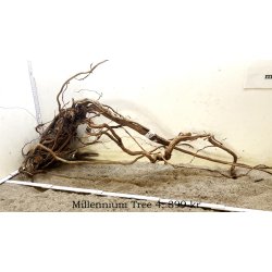 Millennium Tree (WYSIWYG)