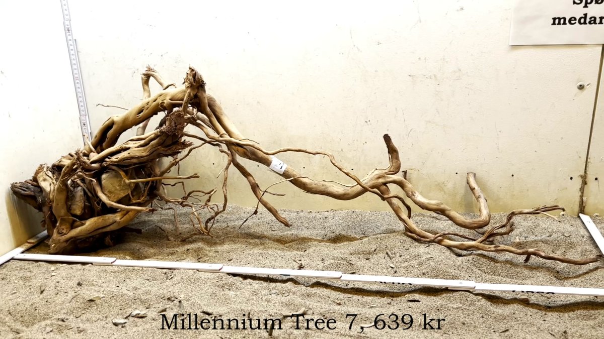 Millennium Tree (WYSIWYG) - Rødder - WYSIWYG - Unimati ApS
