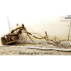 Millennium Tree (WYSIWYG)