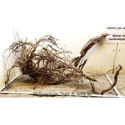 Millennium Tree (WYSIWYG)