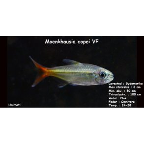 Moenkhausia copei VF