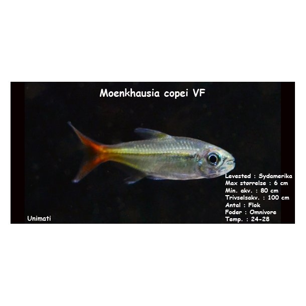 Moenkhausia copei VF