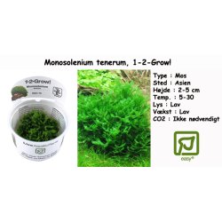Monosolenium tenerum - Mos, 1-2-Grow! 