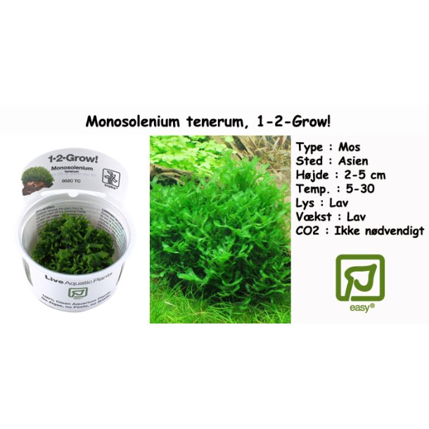 Monosolenium tenerum - Mos, 1-2-Grow! 