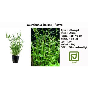 Murdannia keisak, Potte