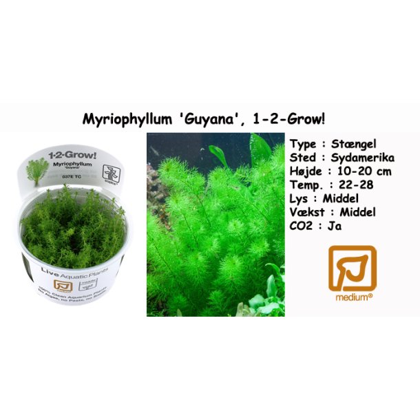 Myriophyllum 'Guyana', 1-2-Grow! 