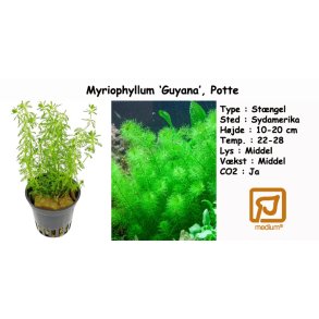 Myriophyllum 'Guyana', Potte