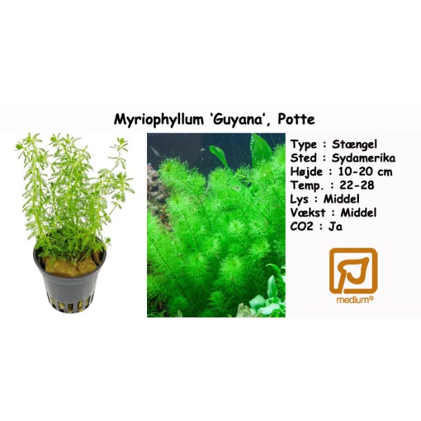 Myriophyllum 'Guyana', Potte