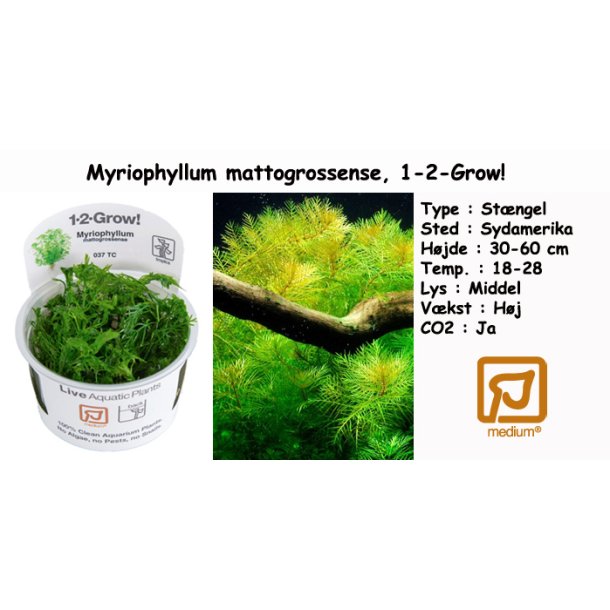 Myriophyllum mattogrossense, 1-2-Grow! 