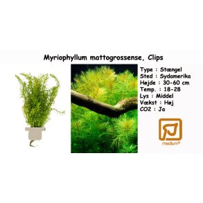 Myriophyllum mattogrossense, Clips