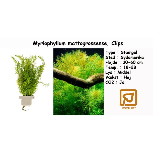 Myriophyllum mattogrossense, Clips