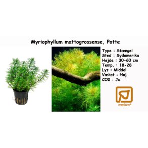 Myriophyllum mattogrossense, Potte