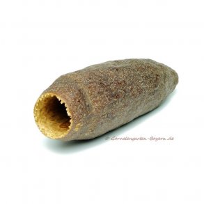 Jecetiba Kapsel - Cariniana legalis