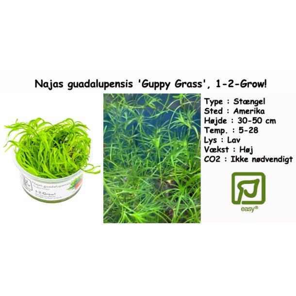 Najas guadalupensis 'Guppy Grass', 1-2-Grow!