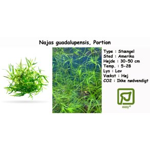 Najas guadalupensis - Guppygrs, Portion