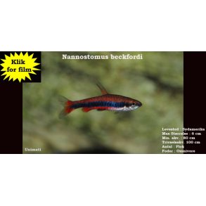 Nannostomus beckfordi - Rd blyantfisk