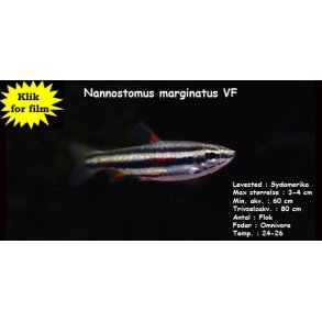 Nannostomus marginatus VF