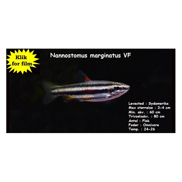 Nannostomus marginatus VF