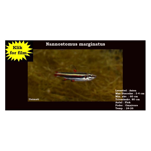 Nannostomus marginatus VF