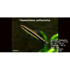 Nannostomus unifasciatus VF
