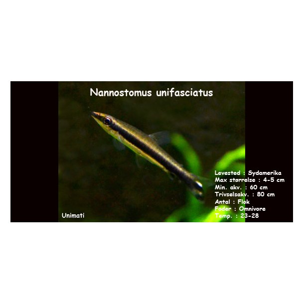 Nannostomus unifasciatus VF