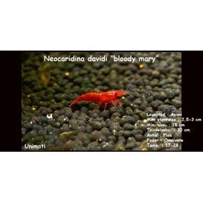 Neocaridina davidi 