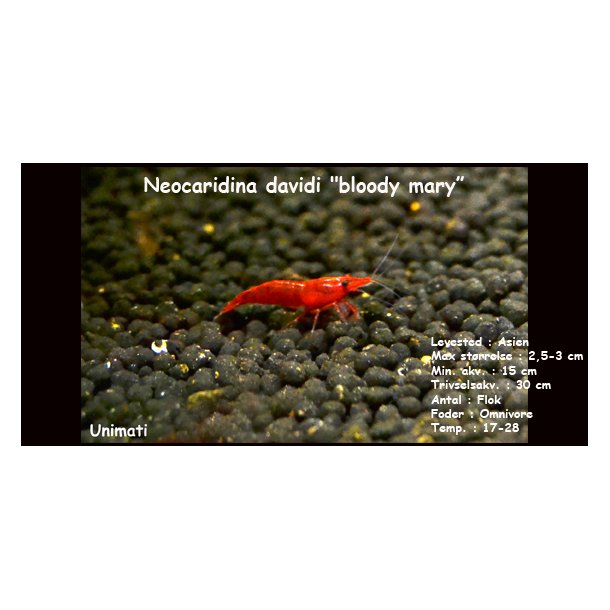 Neocaridina davidi "bloody mary"