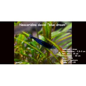 Neocaridina davidi 