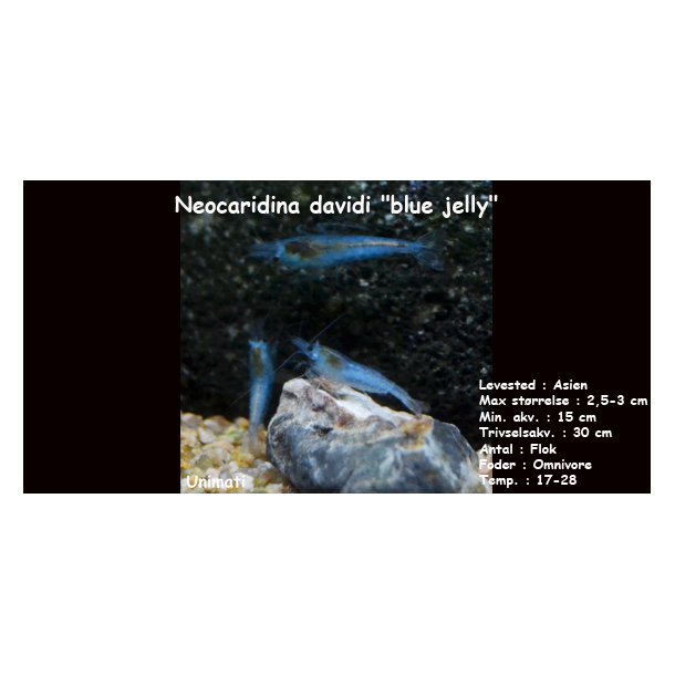Neocaridina davidi "blue jelly"