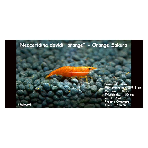 Neocaridina davidi "orange" - Orange Sakura