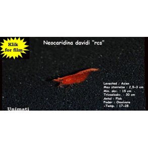 Neocaridina davidi 