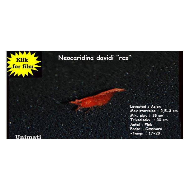 Neocaridina davidi "rcs"