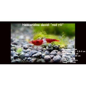 Neocaridina davidi 