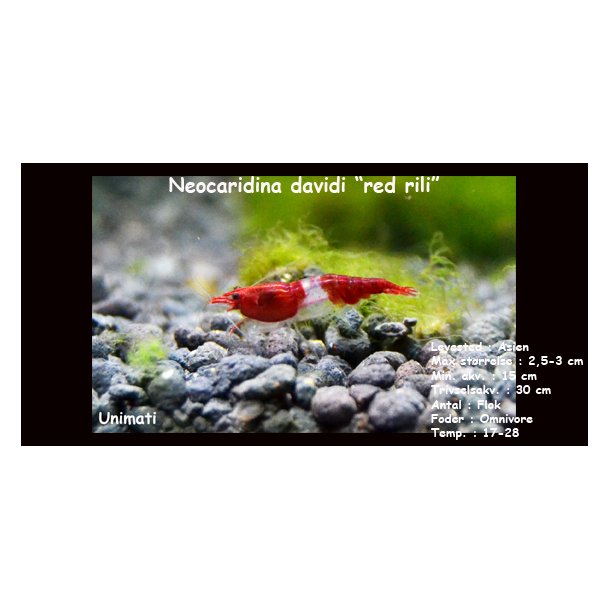 Neocaridina davidi "red rili"