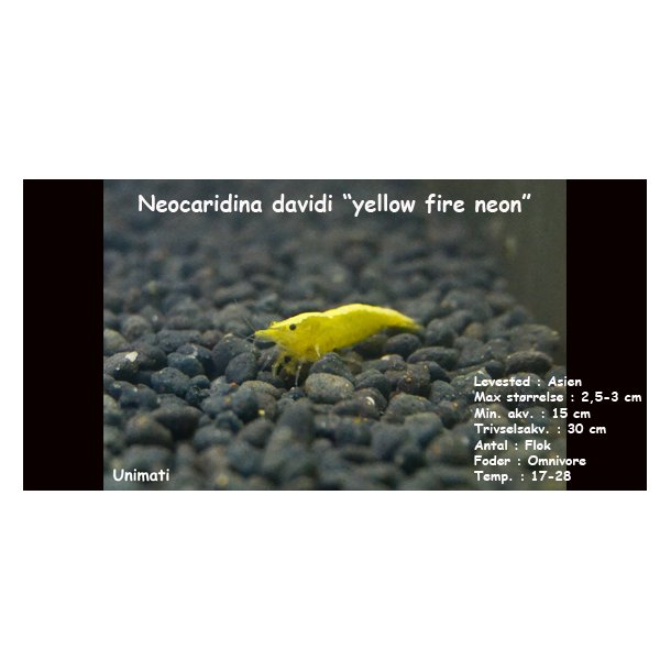 Neocaridina davidi "yellow fire neon"