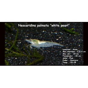 Neocaridina palmata 