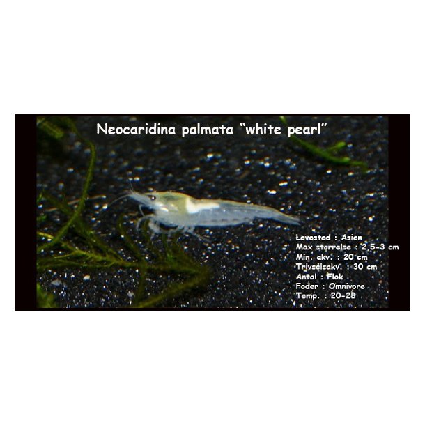 Neocaridina palmata "white pearl"