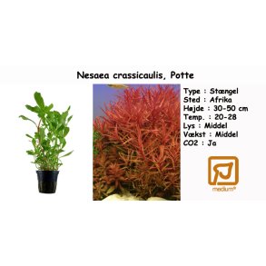 Nesaea crassicaulis, Potte