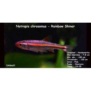 Notropis chrosomus - Rainbow Shiner