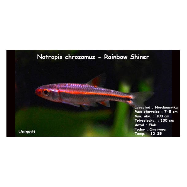 Notropis chrosomus - Rainbow Shiner