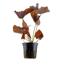 Nymphaea zenkeri - Rd lotus, Potte